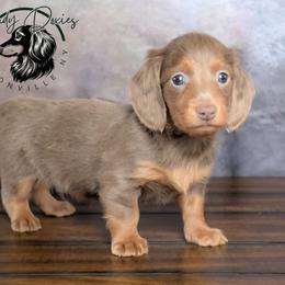 Aeko - Fawn (isabella) and tan male Dachshund puppy in Fultonville, New York from Sandy Aussies & Pomeranians