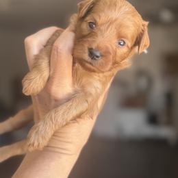 Teddy - Red  male Goldendoodle puppy in Meridian, Idaho from Country Club Doodles