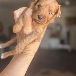 Teddy - Red  male Goldendoodle puppy in Meridian, Idaho from Country Club Doodles