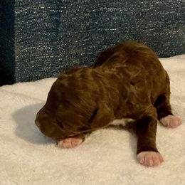 Brown and white boy - male Golden Mountain Doodle puppy in Blue Springs, Missouri from Jeanie’s Doodles