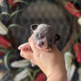 Chihuahua Puppies from Cloud9 Chihuahuas