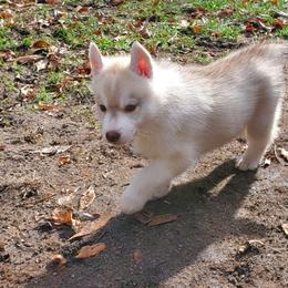 Ginger (red) - Red and white female Siberian Husky puppy in Elk River, Minnesota from Naturez Siberians