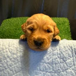 Genesis - Dark golden female Golden Retriever puppy in Sandy, Oregon from Treasured K-9s