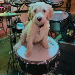 Goldendoodle and Poodle Puppies from Cristin's Poodles