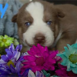 Casey - Red and white male Siberian Husky puppy in Spring Hill, Florida from Whitmore Wolfpack LLC