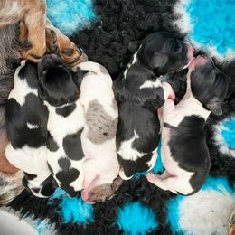 Dachshund Puppies from Gypsy Miniature Dachshunds