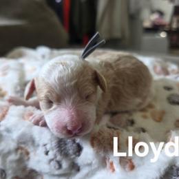 Lloyd - Yellow and white male Bernedoodle puppy in Blackfoot, Idaho from Draper Mountain Doodles