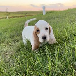 PG2 - Red and white female Basset Hound puppy in Britton, South Dakota from K&S Canines