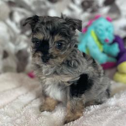 Pomapoo 'Typo' - male Pomeranian puppy in Stuart, Virginia from Lil Aussie Posse