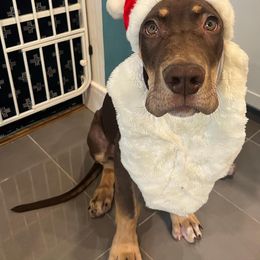 Great Dane Puppies from Night Magic Danes