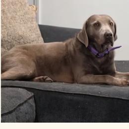 Baylee - Labrador Retriever