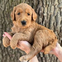 Woodstock (Orange Collar) - Red  male Goldendoodle puppy in Bay City, Texas from Charming Doods