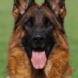 Olana - German Shepherd