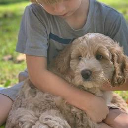 Australian Labradoodles from JoaLins Labradoodles