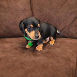 Bear - Black and tan male Dachshund puppy in Ft Dodge, Iowa from Secret Reality