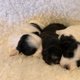 Havanese Puppies from Happy Tail Companions