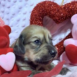 Poppy - Cream female Dachshund puppy in Somerset, Pennsylvania from Rae’s Dapper Dachshunds