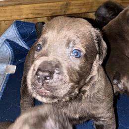 Girl 3 - Gray brindle female Cane Corso puppy in Sienna, Texas from Robinson Elite Corsos