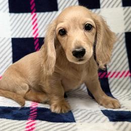 Monroe - Cream male Dachshund puppy in Lake City, Florida from KNG FARMS