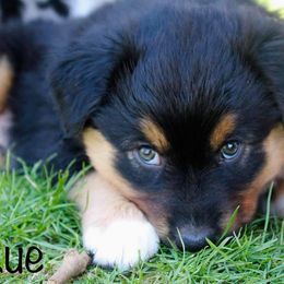 Australian Shepherd Puppies from Tru Blu Aussies