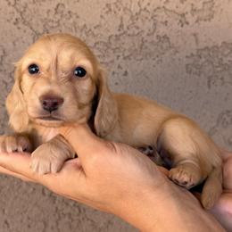 Brooks - Cream male Dachshund puppy in Goodyear, Arizona from D&C Royal Dachshunds LLC