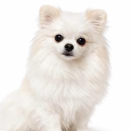 Yuna - Pomeranian