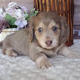 5500.. Isabella and cream - Fawn (isabella) and cream male Dachshund puppy in Winter Haven, Florida from Gateway 2 Little Paws