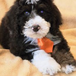 Blaze - Fawn and white male Sheepadoodle puppy in Heyburn, Idaho from Royal T Acres