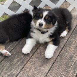 Australian Shepherd Puppies from Mezzo Australian Shepherds