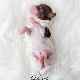 Heath - Parti male Goldendoodle puppy in from Pink Poodles and Doodles