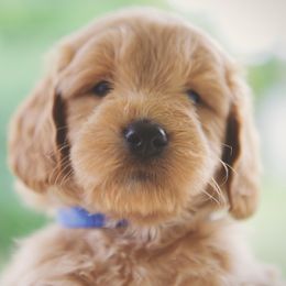 Bernedoodle and Goldendoodle Puppies from Lings Legacy Doodles