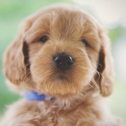 Bernedoodle and Goldendoodle Puppies from Lings Legacy Doodles