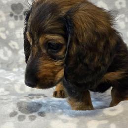 Duke - Red male Dachshund puppy in Tonopah, Arizona from Desert Diamond Dachshunds