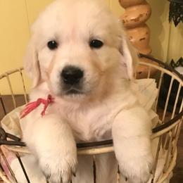 Golden Retriever Puppies from Chrysanthos Golden Retrievers