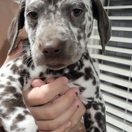 Dalmatian Puppies from RMS Dalmatians