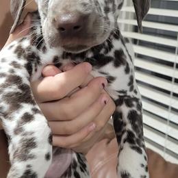 Dalmatian Puppies from RMS Dalmatians
