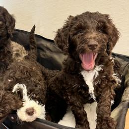 Labradoodles from The Lovadoodles of Texas