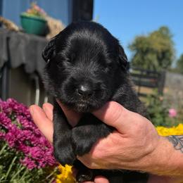 Kingsley - Mahogany male Belgian Malinois puppy in Paris, Kentucky from Z Domu Niedzwiedzia Malinois