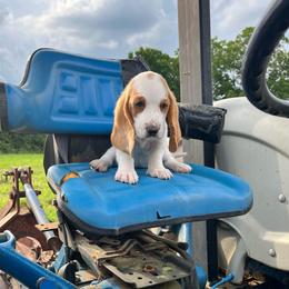 Orange Collar Little Boy - Lemon and white male Basset Hound puppy in Hurtsboro, Alabama from PARK’s Family Farm