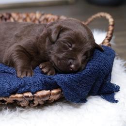 Labrador Retriever Puppies from AGL Retrievers