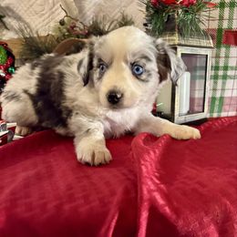 Madison - Miniature Australian Shepherd puppy from Eagle River Aussies