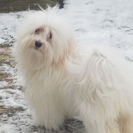 Sylvie - Havanese
