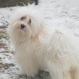 Sylvie - Havanese
