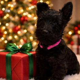 Paisley - Scottish Terrier