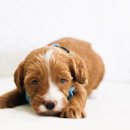 Dustin - Caramel red male Australian Labradoodle puppy in Diamond Bar, California from Furrytaildoodles