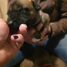 Gray - Fawn male Belgian Malinois puppy in Dillon, Montana from Apex K9 Center LLC