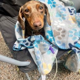 Camo - Dapple male Dachshund puppy in Rocky Mount, Virginia from Southern Ridge Kennels
