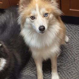 Pomskies from Blue Sky Pomsky