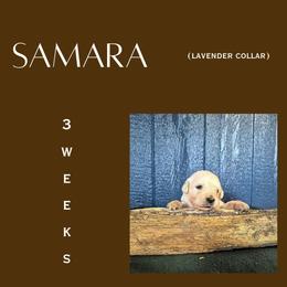 Samara - Light golden female Golden Retriever puppy in El Campo, Texas from Starlight Goldens