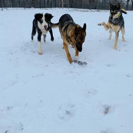 German Shepherd All Grown Up from Cerberus German Shepherds